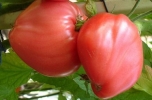 Лучшие урожайные сорта томатов